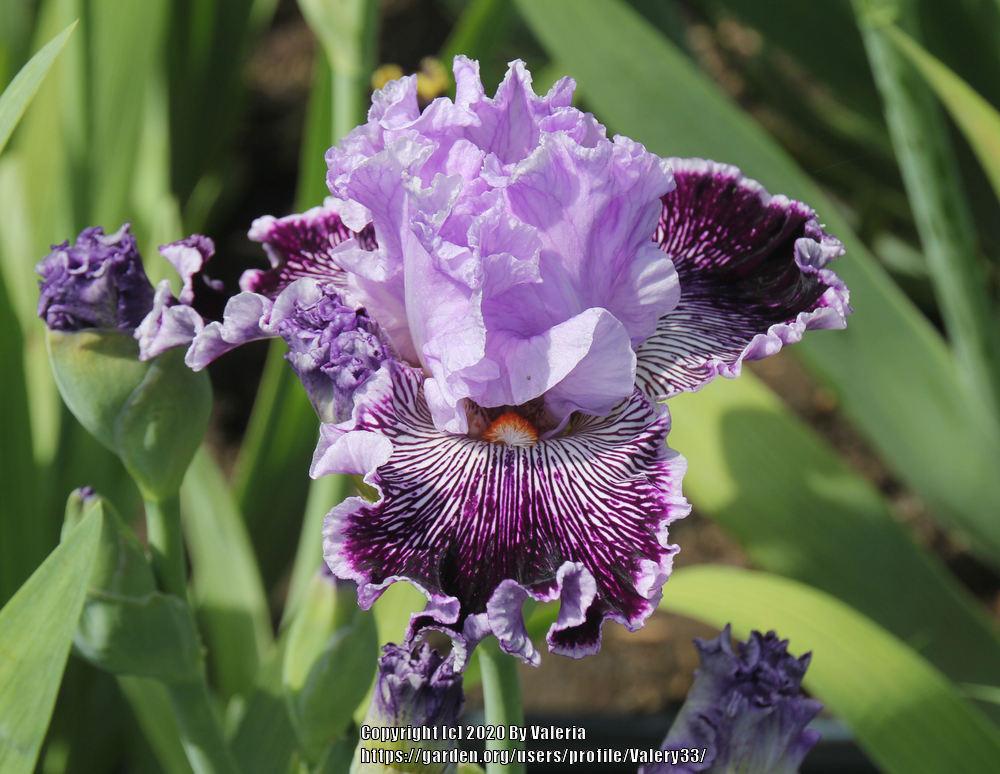 Photo of Tall Bearded Iris (Iris 'Captain Thunderbolt') uploaded by Valery33