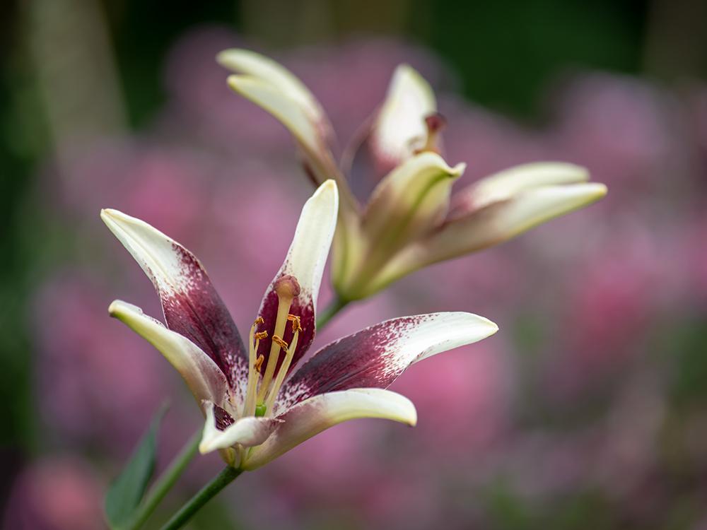 Photo of Lily (Lilium 'Netty's Pride') uploaded by dirtdorphins