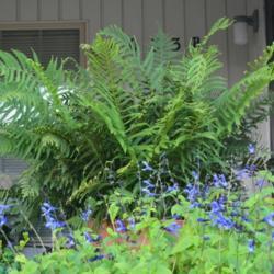 Location: My garden in Oklahoma City
Date: 09-09-2017
Salvia guaranitica 'Black and Blue'