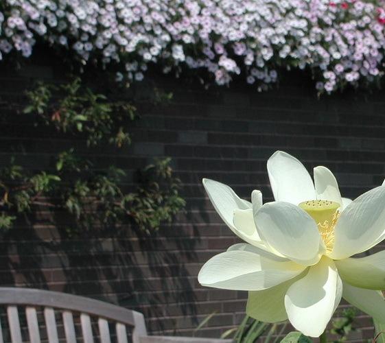 Photo of Sacred Lotus (Nelumbo nucifera 'Perry's Giant Sunburst') uploaded by jathton