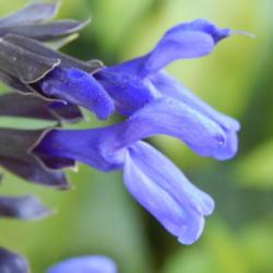 Location: My garden in Oklahoma City
Date: 2019-07-11
Salvia guaranitica 'Black and Blue'