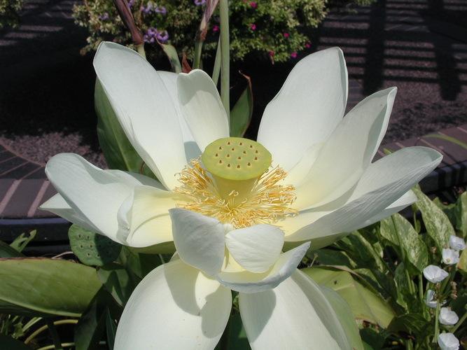 Photo of Sacred Lotus (Nelumbo nucifera 'Perry's Giant Sunburst') uploaded by jathton