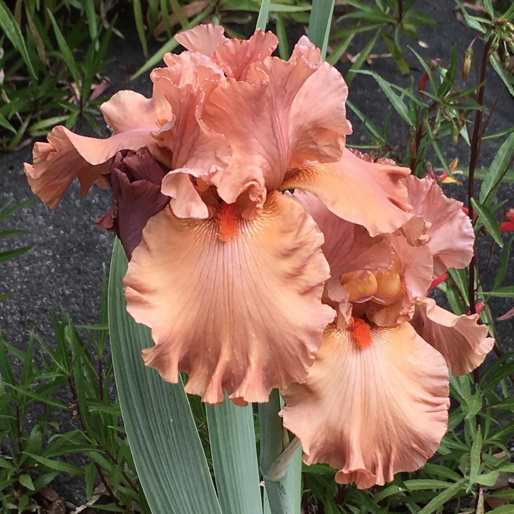 Photo of Tall Bearded Iris (Iris 'Rusty Taylor') uploaded by lilpod13