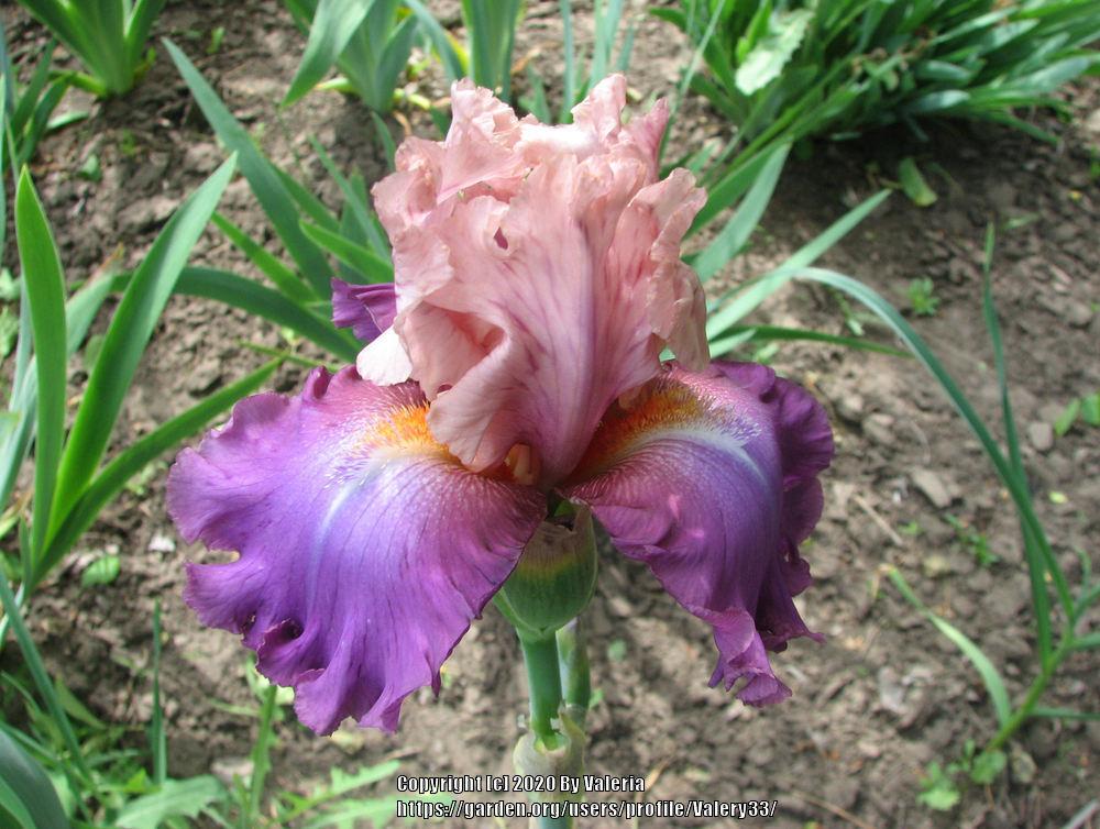 Photo of Tall Bearded Iris (Iris 'Little John') uploaded by Valery33