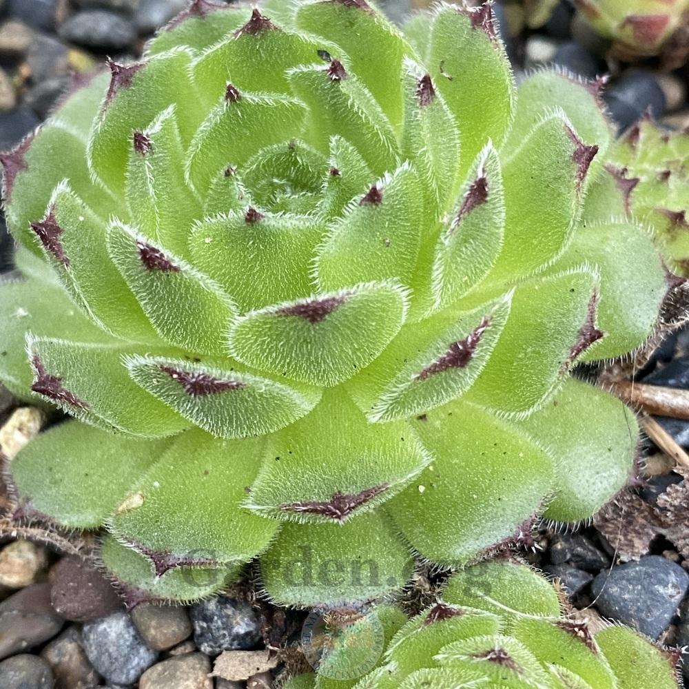 Photo of Hen and Chicks (Sempervivum 'Haccombe Warrior') uploaded by springcolor