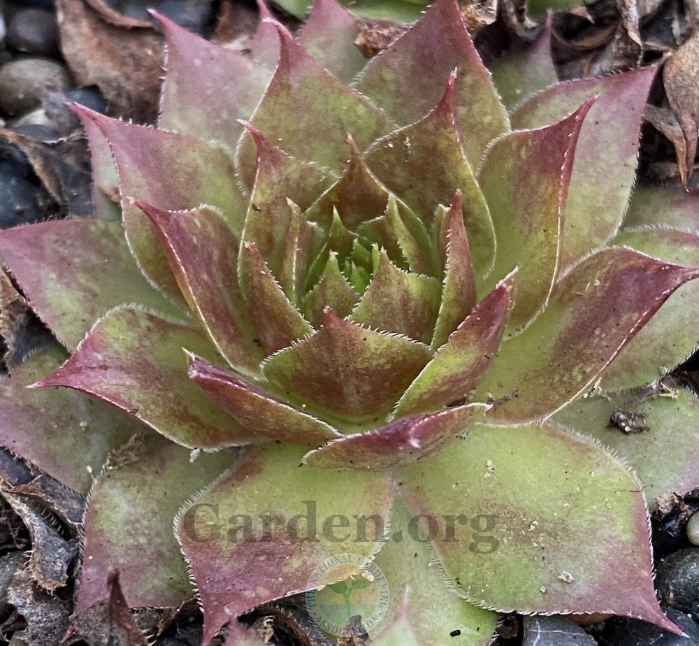 Photo of Hen and Chicks (Sempervivum 'Pip') uploaded by springcolor