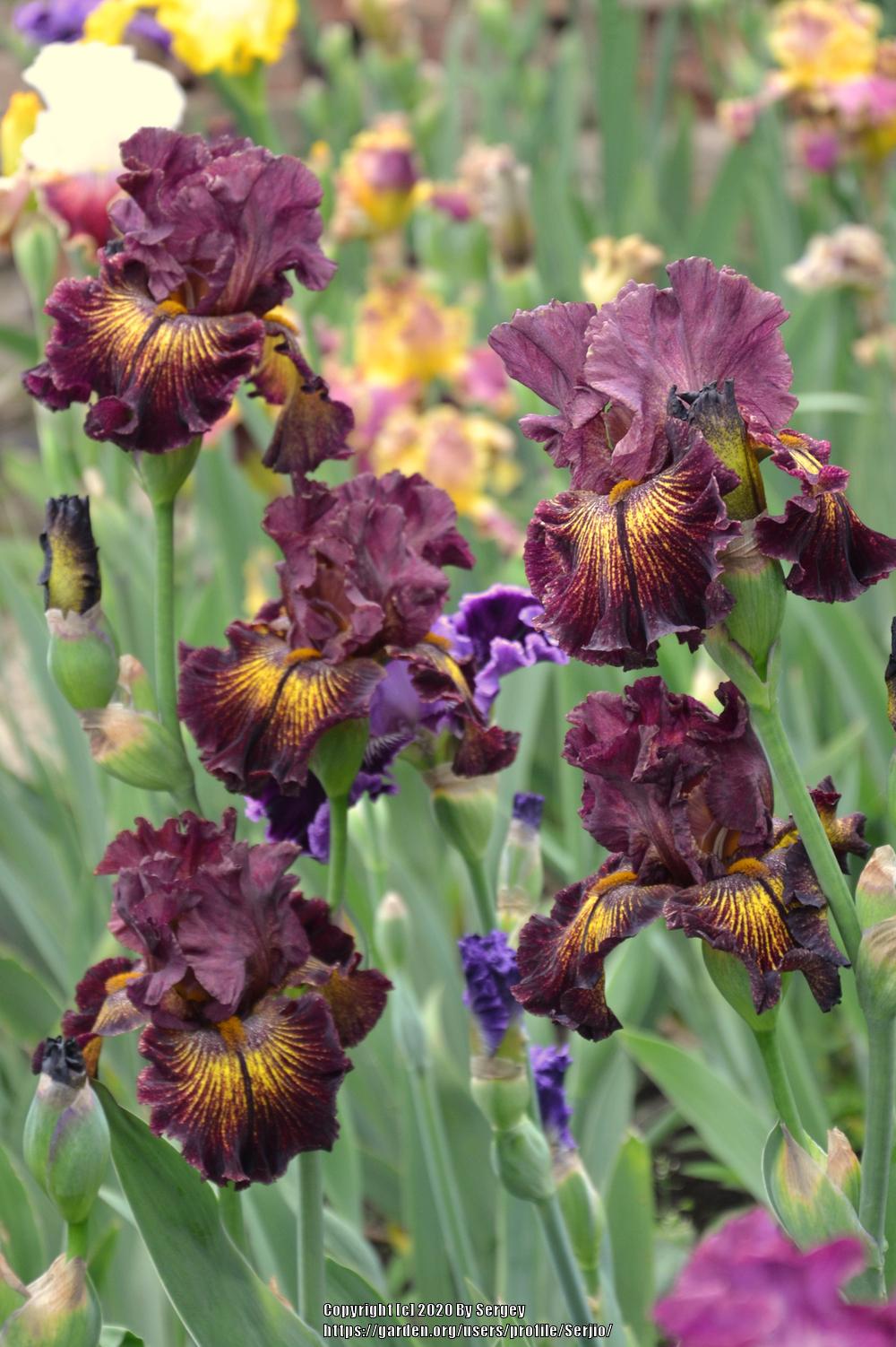 Photo of Tall Bearded Iris (Iris 'High Octane') uploaded by Serjio