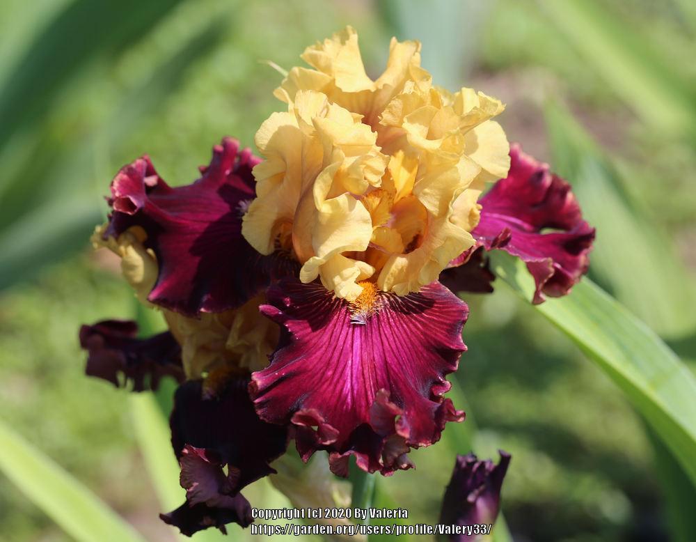 Photo of Tall Bearded Iris (Iris 'Catwalk') uploaded by Valery33