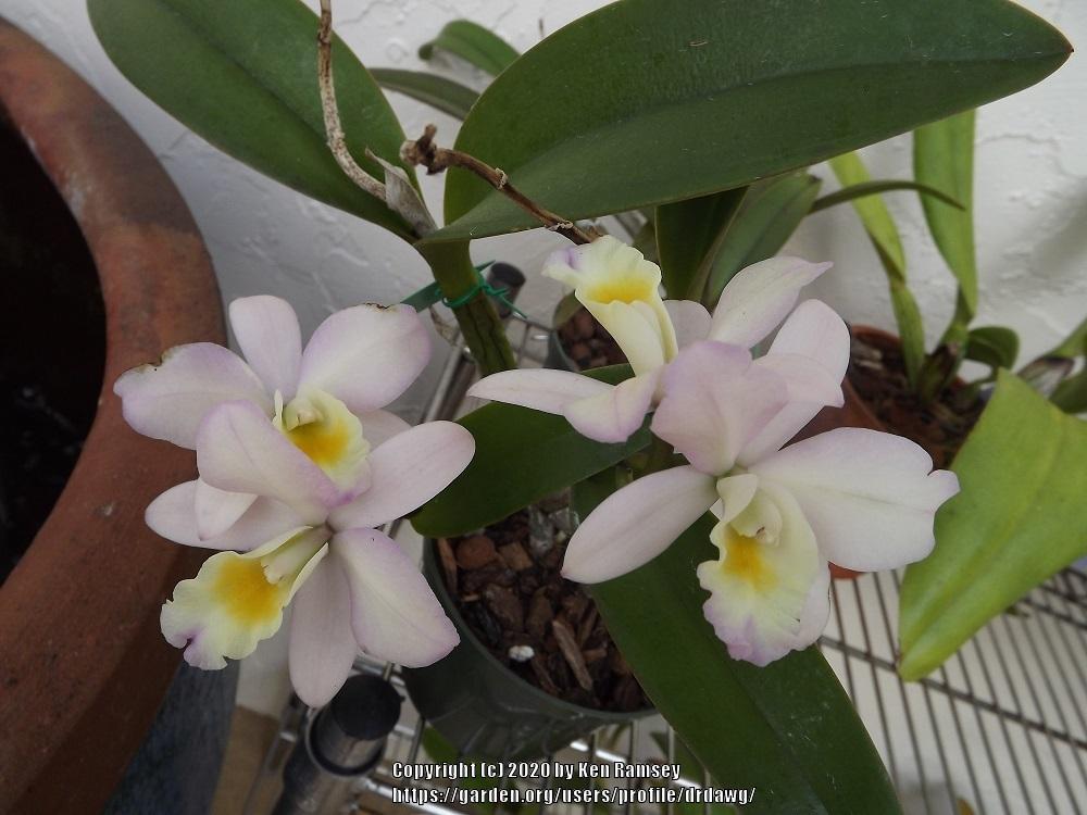 Photo of Orchid (Rhyncattleanthe Triple Love) uploaded by drdawg