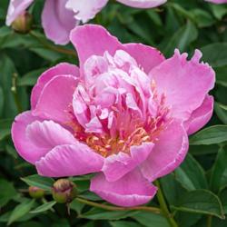 Location: Peony Garden at Nichols Arboretum, Ann Arbor, Michigan
Date: 2017-06-03
Petite Renée peony produces a number of blooms that have tufts p