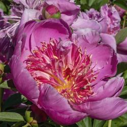 Location: Peony Garden at Nichols Arboretum, Ann Arbor, Michigan
Date: 2019-06-11
Petite Renée peony - richer color than is seen in most blooms (r