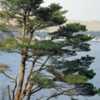 Japanese Red Pine (Pinus densiflora). Wild tree in natural habita