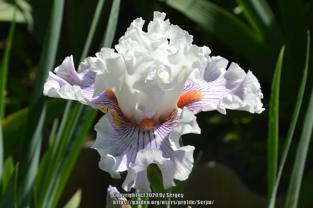Photo of Tall Bearded Iris (Iris 'Hysteria') uploaded by Serjio