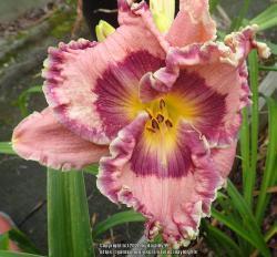 Thumb of 2020-02-12/daylilly99/180639