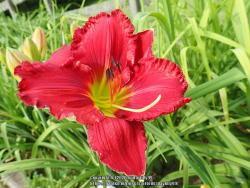 Thumb of 2020-02-12/daylilly99/373ac7