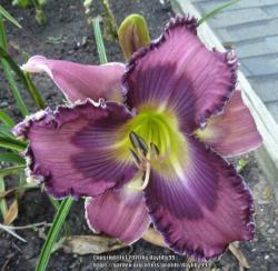 Thumb of 2020-02-12/daylilly99/7ae65a