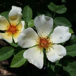 Location: In the Myriad Garden in Oklahoma City
Date: 2006-07-13
Rosa 'Golden Wings'