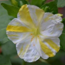 Location: In a front border in Oklahoma City
Date: 2017-06-02
Mirabilis jalapa 'Marbles Yellow and White'
