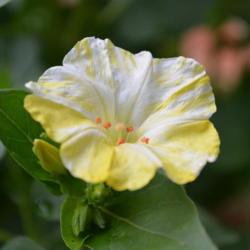 Location: In a front border in Oklahoma City
Date: 2017-06-02
Mirabilis jalapa 'Marbles Yellow and White'