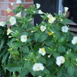 Location: In a front border in Oklahoma City
Date: 2018-06-14
Mirabilis jalapa 'Marbles Yellow and White'
