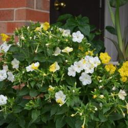 Location: In a front border in Oklahoma City
Date: 2016-07-03
Mirabilis jalapa 'Marbles Yellow and White'