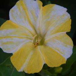 Location: In a front border in Oklahoma City
Date: 2019-07-11
Mirabilis jalapa 'Marbles Yellow and White'