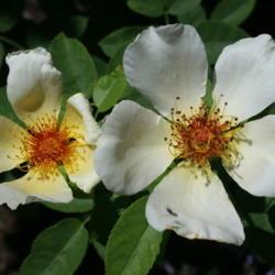 Location: In the Myriad Garden in Oklahoma City
Date: 2006-07-13
Rosa 'Golden Wings'