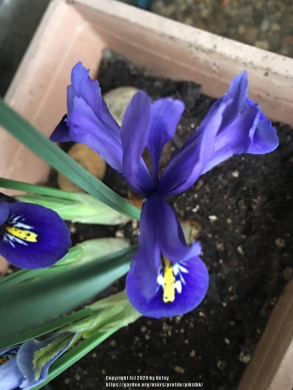 Photo of Reticulated Iris (Iris reticulata) uploaded by piksihk