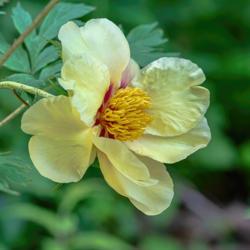 Location: Euro-American tree peony bed at the Peony Garden at Nichols Arboretum, Ann Arbor, Michigan
Date: 2018-05-29
Golden Bowl tree peony - a 2018 bloom on a specimen that was plan