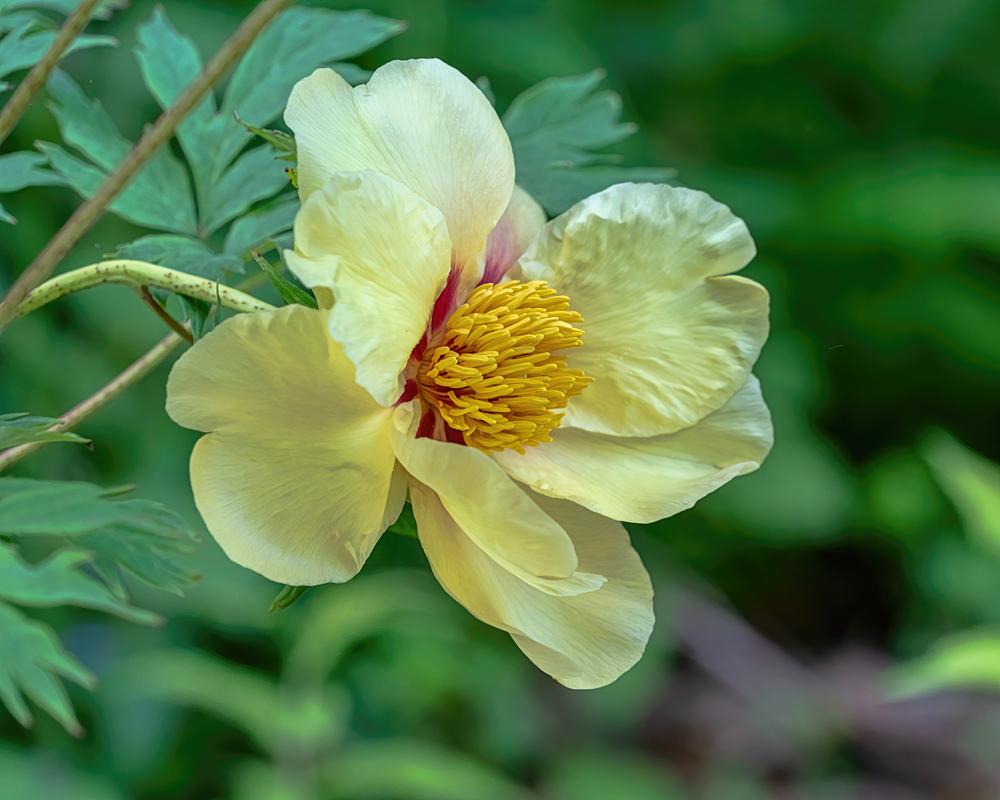 Photo of Tree Peony (Paeonia 'Golden Bowl') uploaded by arctangent