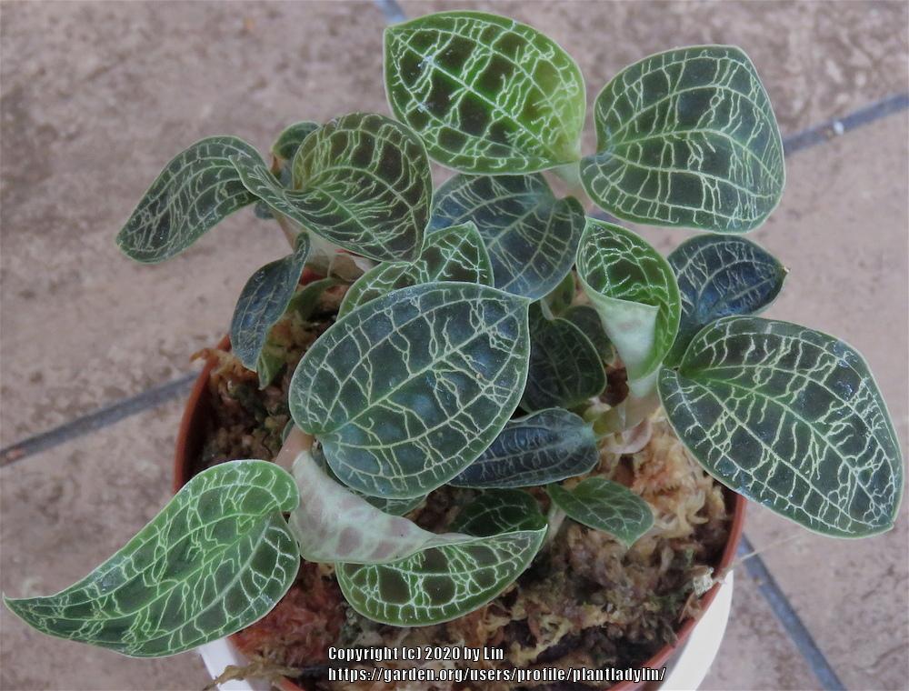 Photo of Jewel Orchid (Macodes petola) uploaded by plantladylin