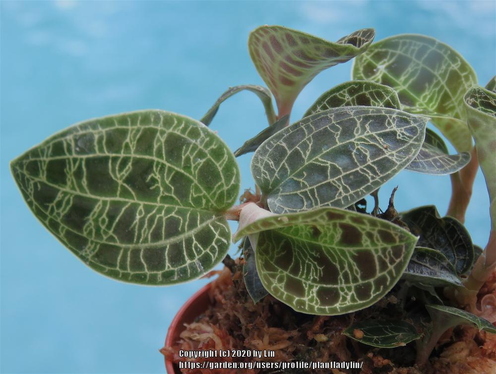 Photo of Jewel Orchid (Macodes petola) uploaded by plantladylin