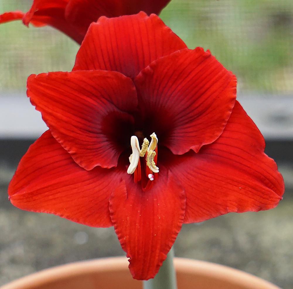 Photo of Amaryllis (Hippeastrum 'Fire Dancer') uploaded by bsharf