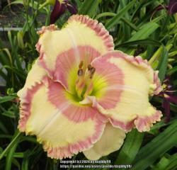 Thumb of 2020-02-14/daylilly99/0d494a