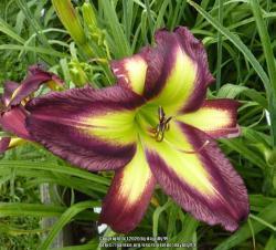Thumb of 2020-02-14/daylilly99/1873d0