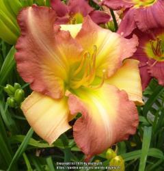 Thumb of 2020-02-14/daylilly99/433717