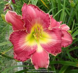 Thumb of 2020-02-14/daylilly99/c21f67