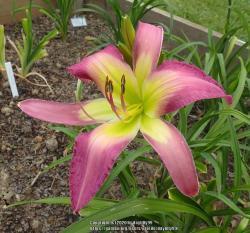 Thumb of 2020-02-14/daylilly99/d5c761