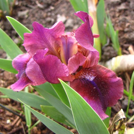 Photo of Standard Dwarf Bearded Iris (Iris 'Magic Dot') uploaded by BrightonPark