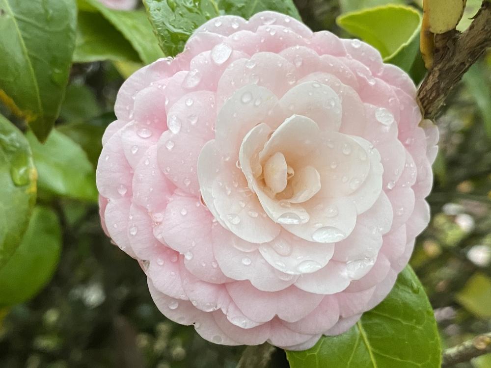 Photo of Japanese Camellia (Camellia japonica 'Pink Perfection') uploaded by aikenforflowers