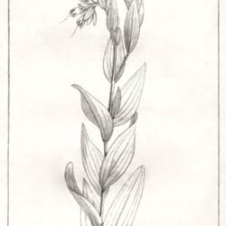 
Date: c. 1803
illustration by P. J. Redouté from Michaux's 'Flora boreali-amer