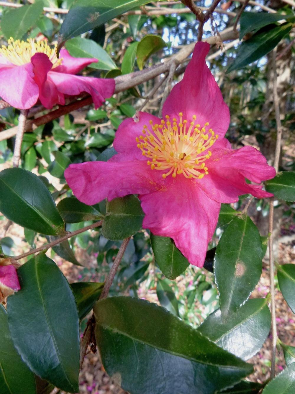 Photo of Camellia (Camellia sasanqua) uploaded by scvirginia