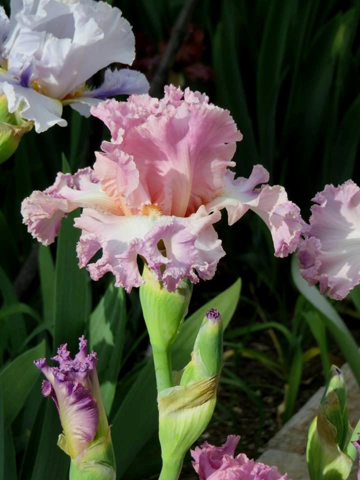 Photo of Tall Bearded Iris (Iris 'Vienna Waltz') uploaded by Bloomers