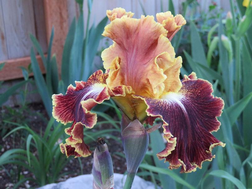 Photo of Tall Bearded Iris (Iris 'Volcanic Glow') uploaded by Bloomers