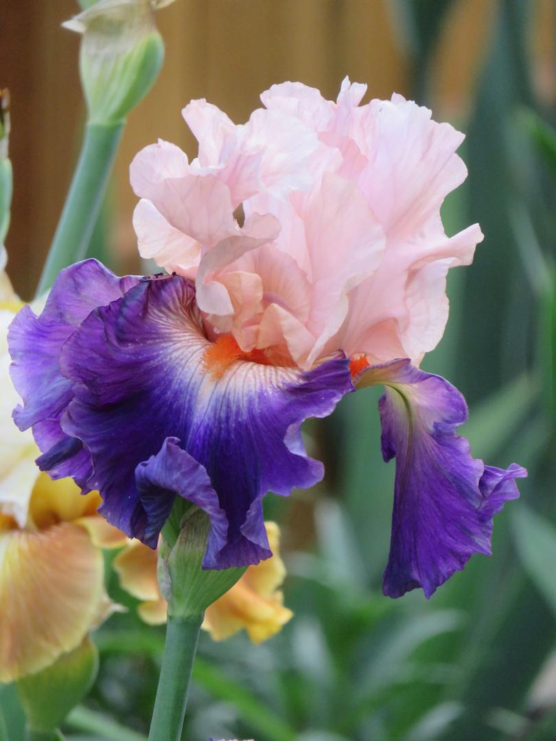 Photo of Tall Bearded Iris (Iris 'Gitano') uploaded by Bloomers