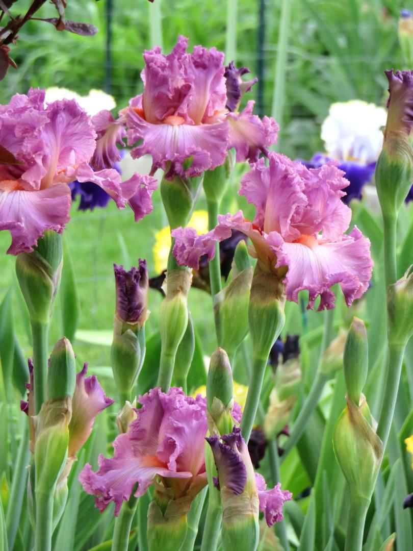 Photo of Tall Bearded Iris (Iris 'Social Graces') uploaded by Bloomers