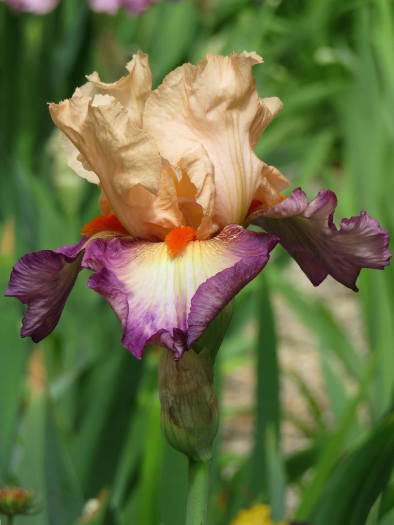 Photo of Tall Bearded Iris (Iris 'Dancing Spree') uploaded by Bloomers