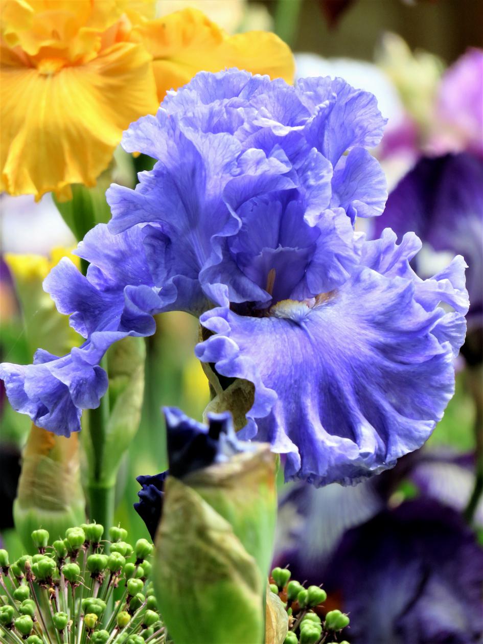 Photo of Tall Bearded Iris (Iris 'Sea Power') uploaded by Bloomers
