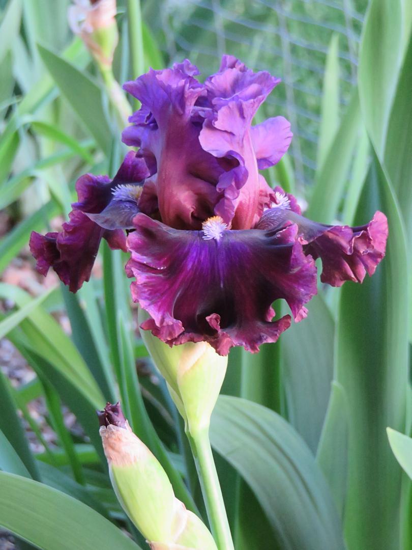 Photo of Tall Bearded Iris (Iris 'Electric Candy') uploaded by Bloomers