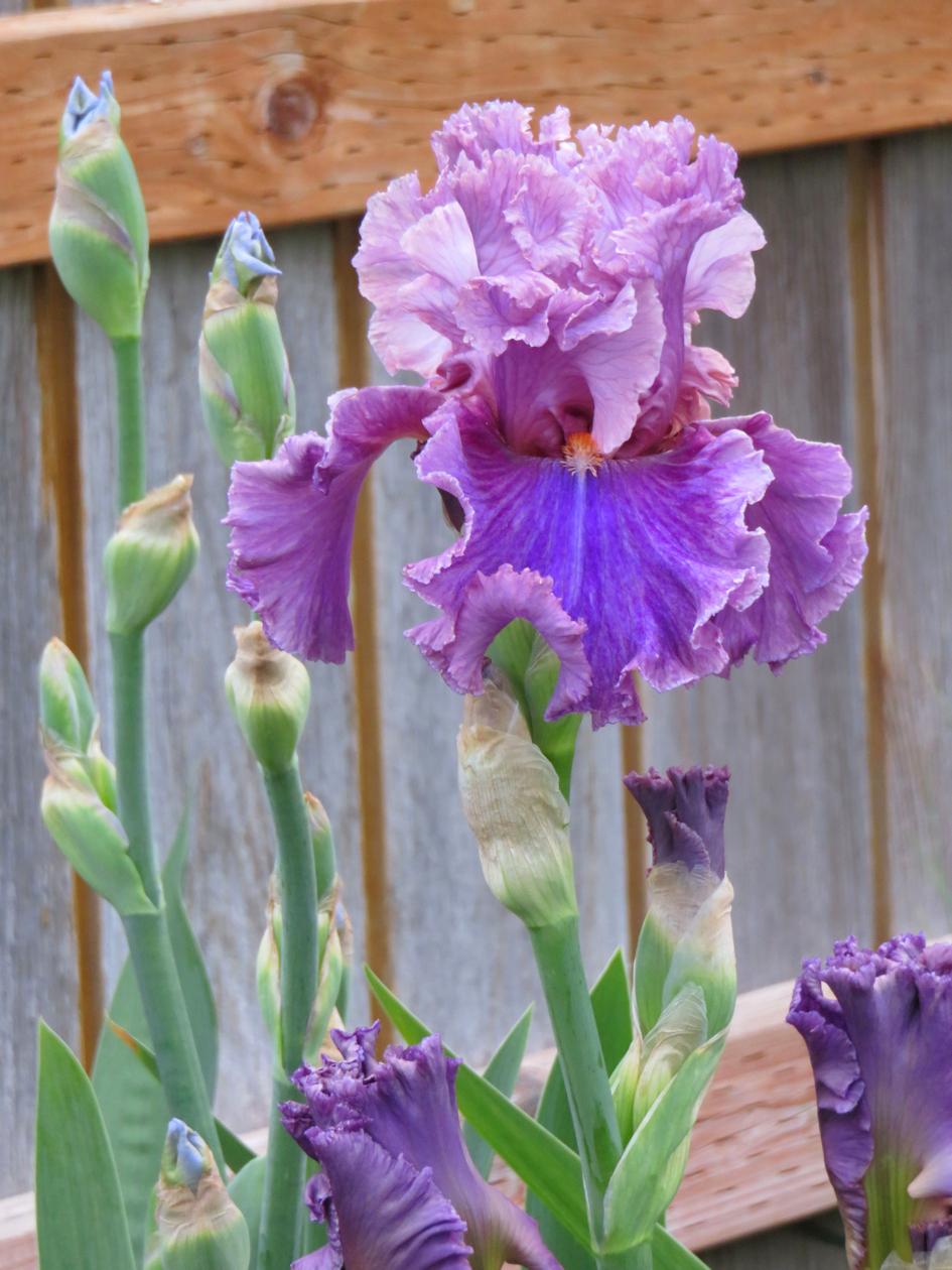 Photo of Tall Bearded Iris (Iris 'Enchanter') uploaded by Bloomers